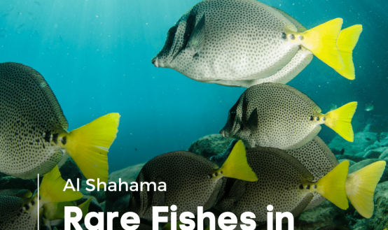 Al Shahama Marine Rare Fish Breeds